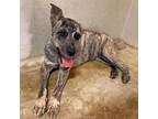 Adopt Zeus a Brindle Bluetick Coonhound / Jindo / Mixed dog in Port Coquitlam