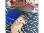 Adopt Missy a Tan/Yellow/Fawn Labrador Retriever / Mixed dog in Madill