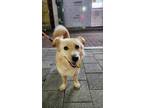 Adopt Young Hee a Tan/Yellow/Fawn Corgi / Jindo / Mixed dog in Port Coquitlam