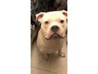 Adopt Zeus a White - with Gray or Silver American Pit Bull Terrier / American