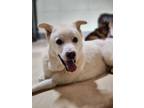 Adopt Ttui a White Labrador Retriever / Jindo / Mixed dog in Port Coquitlam