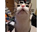 Adopt Locke a Brown Tabby American Shorthair / Mixed (short coat) cat in