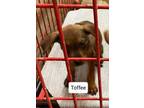 Adopt Toffee a Brown/Chocolate Labrador Retriever / Mixed dog in Madill