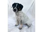 Adopt Emma a Tricolor (Tan/Brown & Black & White) Australian Cattle Dog / Mixed