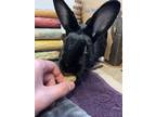 Adopt Stevie a Dwarf / Mixed rabbit in Surrey, BC (39141986)