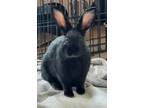 Adopt Sprite (bonded To Storm) a Dwarf / Mixed rabbit in Surrey, BC (39141985)