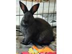Adopt Storm (bonded To Sprite) a Dwarf / Mixed rabbit in Surrey, BC (39141984)