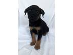 Adopt Milo a Tricolor (Tan/Brown & Black & White) Australian Cattle Dog / Mixed