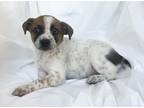 Adopt Hazel a Tricolor (Tan/Brown & Black & White) Australian Cattle Dog / Mixed
