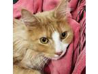 Adopt Gus a Domestic Longhair / Mixed cat in Castlegar, BC (39141990)