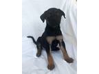 Adopt Riley a Black - with Tan, Yellow or Fawn Australian Cattle Dog / Mixed dog
