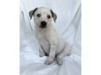 Adopt Cooper a Tricolor (Tan/Brown & Black & White) Australian Cattle Dog /