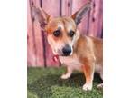 Adopt Oddie a Tan/Yellow/Fawn Corgi / Mixed dog in Phoenix, AZ (39141813)