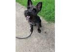 Adopt Cash a Black - with White Schnauzer (Miniature) / Mixed dog in Hermitage