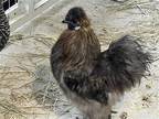 Adopt MARSALA a Chicken bird in Tustin, CA (39137898)