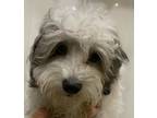 Adopt Pistachio Almond a Merle Maltipoo / Mixed dog in Hainesville