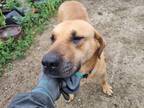 Adopt Stella a Brown/Chocolate Labrador Retriever / Great Dane / Mixed dog in