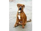 Adopt Rogue a Tan/Yellow/Fawn Boxer / Labrador Retriever / Mixed dog in