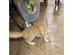 Adopt Tawny a Orange or Red Tabby Domestic Shorthair (short coat) cat in Madill