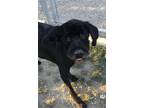Adopt Davy - $65 a Black Bouvier des Flandres / Mixed dog in Emmett