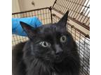 Adopt Swype a Domestic Mediumhair / Mixed cat in Spokane Valley, WA (39141706)