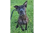 Adopt Suzie a Brindle Pit Bull Terrier / Mixed dog in Gilbert, AZ (39079429)