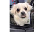 Adopt Anabelle Henson a White - with Tan, Yellow or Fawn Pekingese / Shih Tzu /