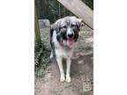 Adopt Freya a Gray/Silver/Salt & Pepper - with Black Great Pyrenees / Anatolian