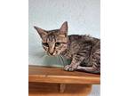 Adopt Trinka a Gray, Blue or Silver Tabby Domestic Shorthair (short coat) cat in