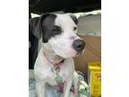 Adopt Betty White a White - with Black Staffordshire Bull Terrier / Bull Terrier