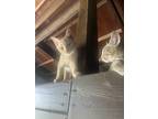 Adopt Peaches a Tan or Fawn Tabby Domestic Shorthair / Mixed (short coat) cat in
