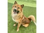 Adopt Chow Mein a Red/Golden/Orange/Chestnut - with White Chow Chow / Mixed dog