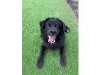 Adopt Sini a Black Schipperke / Pomeranian / Mixed dog in Port Coquitlam