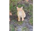 Adopt Sol a Orange or Red Domestic Shorthair (short coat) cat in Lumberton