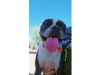 Adopt Gizmo a Black - with White Boston Terrier / Mixed dog in Phoenix