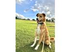 Adopt Tucker a Tan/Yellow/Fawn - with White Border Collie / Mixed dog in Las