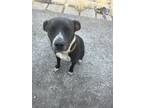 Adopt Kona a Black - with White American Pit Bull Terrier / Labrador Retriever /