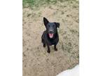 Adopt Sarang a Black Doberman Pinscher / Jindo / Mixed dog in Port Coquitlam