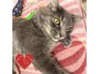 Adopt Kai a Gray or Blue Domestic Longhair / Mixed cat in Cheyenne