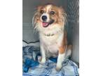 Adopt SKYE a Papillon / Mixed Breed (Medium) / Mixed dog in Crossville