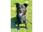 Adopt Bear a Black - with White Border Collie / Mixed dog in Paso Robles