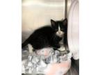 Adopt Bill a Domestic Shorthair / Mixed (short coat) cat in Grand Forks