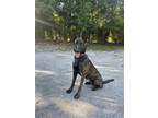 Adopt Nova a Brindle Dutch Shepherd / Belgian Malinois / Mixed dog in West Palm