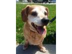 Adopt Banjo a Brown/Chocolate Dachshund / Beagle / Mixed dog in Indianapolis