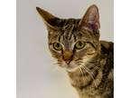 Adopt Lexi a American Shorthair / Mixed cat in Houston, TX (39136306)