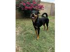 Adopt Reese a Brown/Chocolate - with Black Rottweiler / Mixed dog in Gilbert