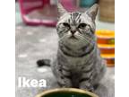 Adopt Ikea a Gray, Blue or Silver Tabby British Shorthair (short coat) cat in