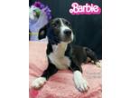 Adopt Barbie a Labrador Retriever / Pit Bull Terrier / Mixed dog in
