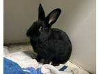 Adopt Alfie a American / Mixed rabbit in Brooklyn, NY (39141213)