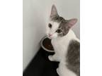 Adopt Kisa a White (Mostly) American Shorthair / Mixed (short coat) cat in